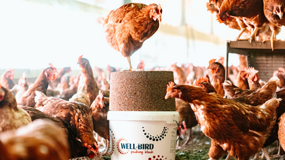 Well Bird Pecking Block 15kg